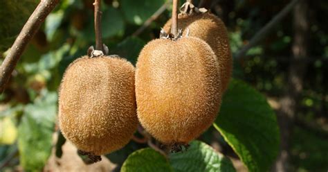 Immer wieder haben es menschen geschafft, treffende botschaften zu formulieren. Kiwi anbauen: Die 3 größten Fehler - Mein schöner Garten