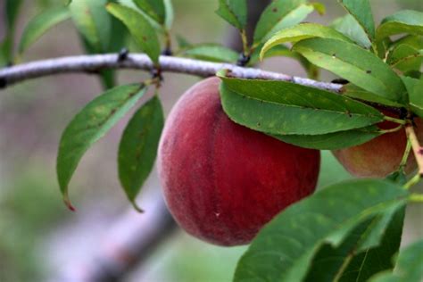 Yellow flesh is good quality; Peaches in Florida - The Southern Agrarian