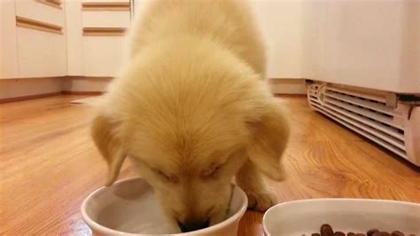The best dog food for an 8 week old puppy is holistic dog food. Puppy Drinking Water & Eating Food - 8 Week Old Boy ...