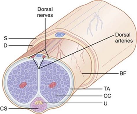 Det skyldes bucks fascia, der indsnævrer erektionsvenerne i penis, forhindrer blod i at forlade og dermed opretholde den. Urologic Procedures | Anesthesia Key