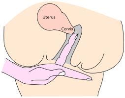 You can track ovulation by looking for the subtle changes in the cervix. Cervix Position During Ovulation | Conception Advice