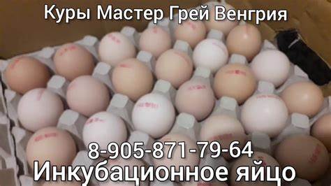 Венгерский великан Мастер Грей .инкубационное яйцо с доставкой. - YouTube Картинка - Венгерский великан Мастер Грей .инкубационное яйцо с доставкой. - YouTube