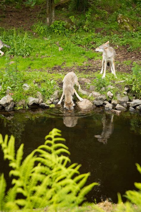 Hoten, som innefattar dödshot mot anställda, har förmedlats via mejl och sociala medier sedan det i medierna. Boras djurpark 22