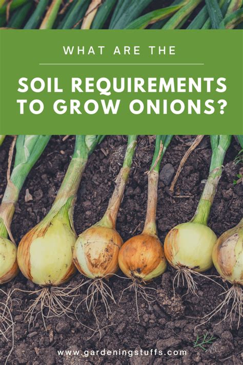 Maybe you would like to learn more about one of these? Best Fertilizer For Onions Reviewed 2021