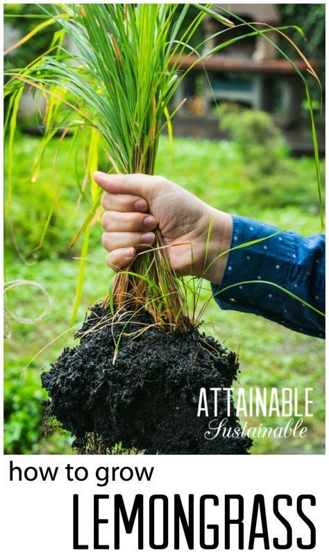 Learn how to grow lemongrass in a pot or in your backyard. Grow lemongrass in the herb garden. | Grow lemongrass ...