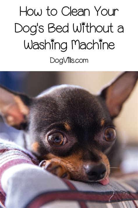 Cleaning your comforter can be a big job, but a proper wash every few years can keep it lofty and fresh. How to Clean a Dog Bed Without a Washing Machine - http ...