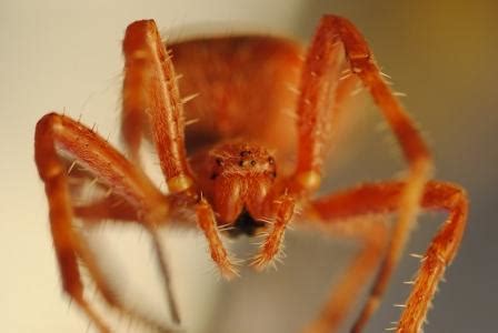 Se vedi un ragno nero in casa che ha sull'addome un segno di colore rosso acceso a forma di clessidra, hai a che fare con una vedova nera. Ragno rosso da identificare (Araneus sp.) , Natura ...