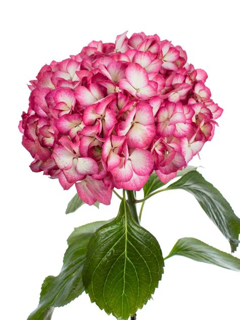 Maybe you would like to learn more about one of these? Hortensie „Magical Hovaria Ripple" weiß-pink bestellen ...