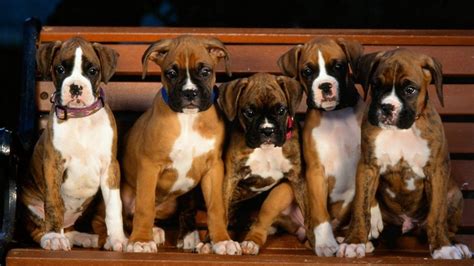 This dog breed has a playful personality & is an ideal family pet. Boxer Puppies Wallpapers - Wallpaper Cave