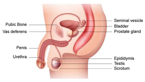 June 11 2018 field report by rachel galloway. Penis diagram