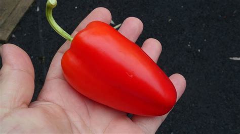 Free shipping on qualified orders. Gypsy Sweet Pepper | Capsicum annuum | Pod Review - YouTube