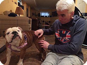 Park Ridge, IL - English Bulldog. Meet Cybull, a dog for ...