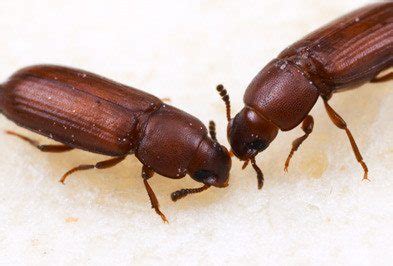 Check spelling or type a new query. maycintadamayantixibb: Red Flour Beetle In Bedroom