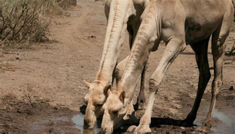 Some properties which appear for sale on the website may no longer be available because they are for instance, under contract, sold or are no. The Camel Corps: Why Did the U.S. Army Bring Camels to Texas?