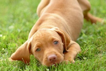 There are numerous vizsla puppy training tips to help train your dog through confinement. About Dog Vizsla: Training Your Vizsla to Listen to You
