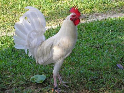 Turnamen sabung ayam online filipina dihentikan sementara karena virus corona. Gambar Ayam Adu Taji Pisau Berbagi Info Jg Segel Jenis Papak di Rebanas - Rebanas