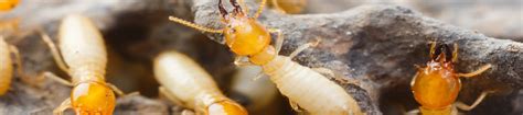 When it comes to pest control service, termite control, bed bug treatment, then trust the professionals at at pest management, inc., we offer our customers the very best in pest and bed bug control at every step in the process. Termite Pest Control in Narrabeen, Hornsby & North Shore ...