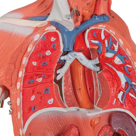 The top half of the body, the head, houses the control center organ of the body called the brain. 1/2 Life-Size Complete Human Dual Sex Muscle Model, 33 ...