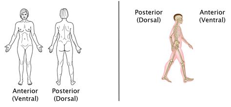 It is similar to the position of the famous vitruvian man, although a little less exuberant! Blank Anatomical Position Diagram : Regional Anatomy Terms Anatomy Drawing Diagram - Standard ...