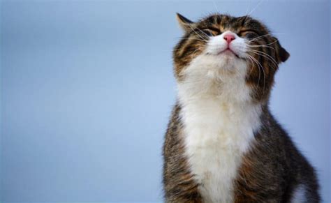 Learn how you can tell if your cat is sad and what you can do to cheer it up. Is My Cat Happy?