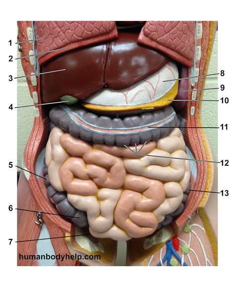 The study of the human body involves anatomy, physiology, histology and. Labeled Human Torso Model Diagram - Biol 218 - Human ...