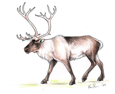 Maybe you would like to learn more about one of these? Reindeer overdose | Imaginary Karin