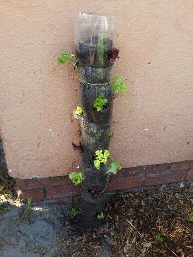 I made a makeshift gardening tool by taping a plastic fork to a bamboo. My first plastic bottle tower garden didnt work. It was ...