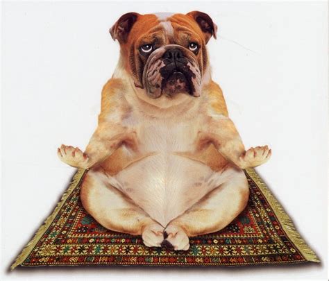 Discount 30% off until 15 october. Easing Into Yoga , Linda Howard - Yoga Instructor in ...