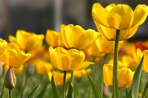 Flowers hd wallpapers in high quality hd and widescreen resolutions from page 5. High definition desktop wallpaper of tulips, photo of ...