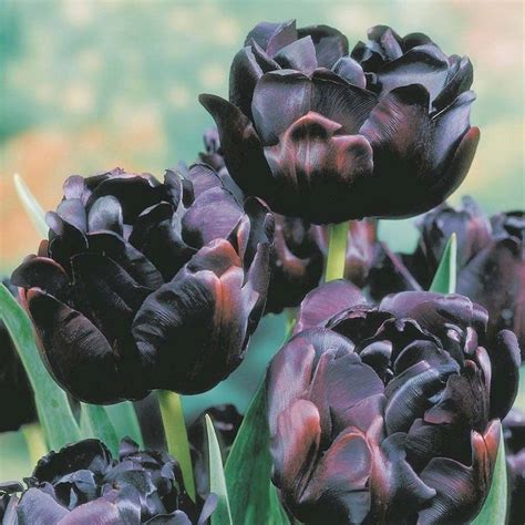 Flowers can be broken instantly with any item or by hand. Black and Purple Flowers | Tulipa 'Black Hero' | Black ...