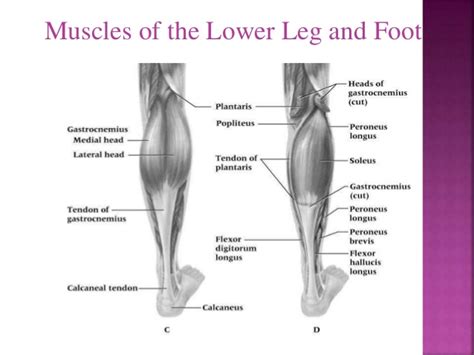 These parts work harmoniously to get you from one place to the next. Sport Injuries - Ankle and Lower Leg Injuries