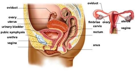 Shaded female 01 pose 1. Reproductive system - AccessScience from McGraw-Hill Education
