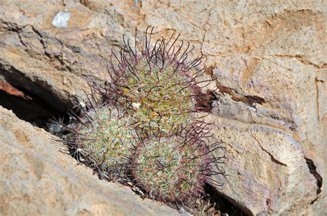 Often, they grow in very poor quality soil, but as they christmas cactus are very tolerant and reward their owners by flowering every year at christmas. Mammillaria grahamii, Graham's Nipple Cactus, Southwest ...