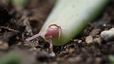 6 how can you fight root rot? Echeveria Succulent Propagation Root Growth Time Lapse ...