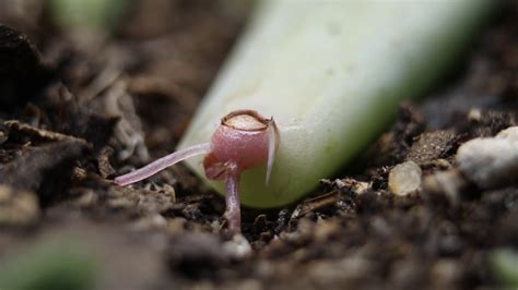 Maybe you would like to learn more about one of these? Echeveria Succulent Propagation Root Growth Time Lapse ...