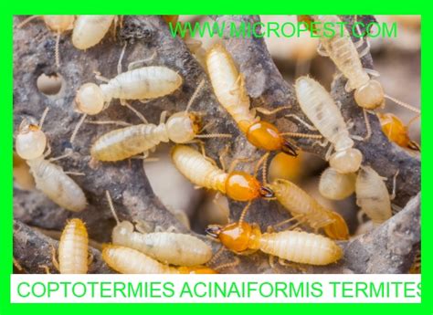 They build nests in dark and damp. Coptotermes Acinaciformis Termites - Pest-Control-Sydney-N ...