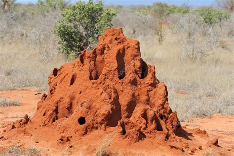 La fourmilière est l'habitat des fourmis. Fourmiliere Interieure : La cappadoce | À Découvrir ...