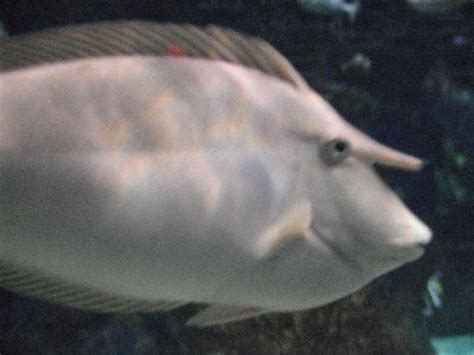 Water is one of the 18 type in the pokémon series. Horn Fish - Picture of Ripley's Aquarium of the Smokies ...