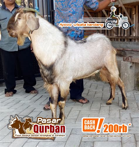 Namun khusus untuk hari pertama idul adha, sebaiknya penyembelihan dilaksanakan sebelum dzuhur. Jual Hewan Qurban Murah Surabaya | 0851 0388 8802 - Tempat ...