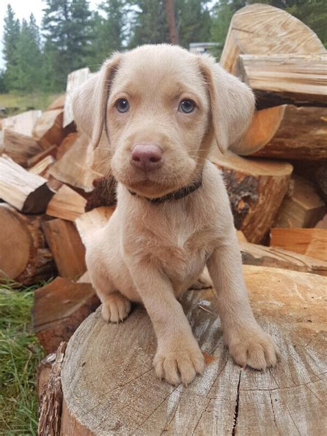 Look at pictures of labrador retriever puppies who need a home. Super cute Labrador Puppies up for immediate adoption FOR ...