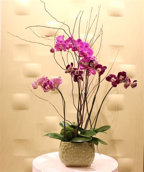 Send flowers to los angeles from uk. Deluxe Orchid in Los Angeles, CA | Downtown Flowers net