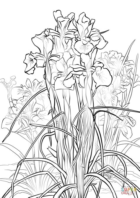 Iris coloring page from iris category. English Iris coloring page | Free Printable Coloring Pages