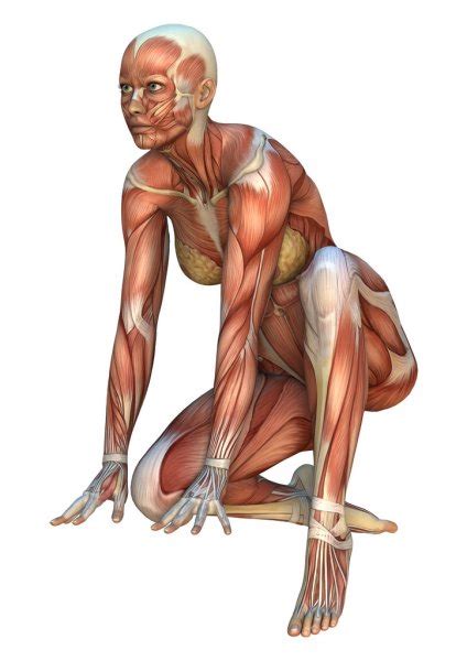 We have included this interactive muscle map below to give you a visual guide to choose which triceps whereas the biceps account for approximately only 30% of the muscles in the upper arm, the. Muscle galloping Body Builder — Stock Photo © DigitalArtB ...