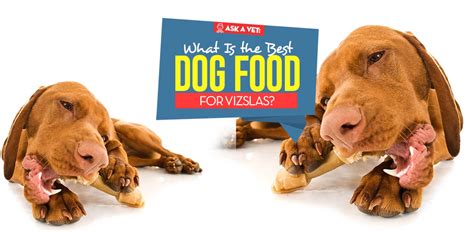 A small, ethical, award winning great british company. Best Dog Food for Vizsla: 9 Vet Recommended Brands | Boris ...