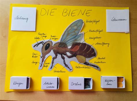Die zusammenstellung auf den fotos ist nur eine von vielen möglichkeiten und dient nur der. Projekt Biene: Lapbook - Grundschule und Basteln - Der ...