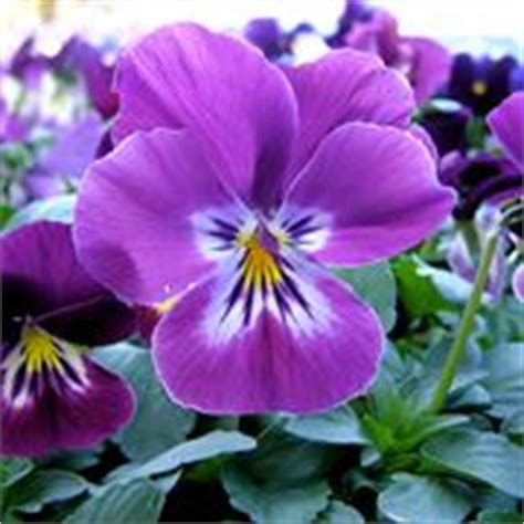 Alcuni fiori comuni sono utilizzati in giardino scopri significati e curiosità di questi nomi così dolci e femminili. Nomi di fiori viola - Significato fiori - Nomi di fiori ...