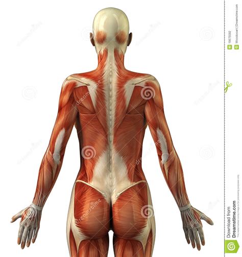 This flat rectangular muscle of the back helps the arms rotate as well as move away from and toward the body. Anatomy Of Female Muscular System Stock Illustration ...