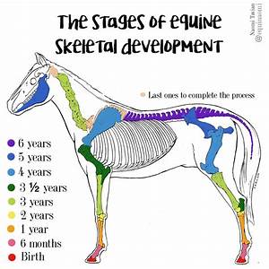 The Stages Of Equine Skeletal Development Growth Ring Young Horse