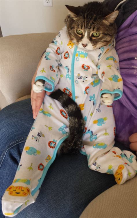 Discount taken on the petco regular price and is reflected in the. My wife wanted to put our cat in a onesie. He was not ...