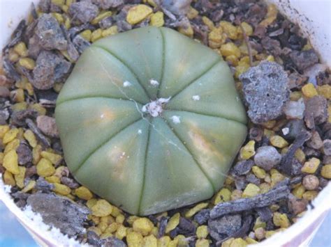 Thread in the ask a question forum forum by primrosebud: Astrophytum asterias sunburn - CactiGuide.com